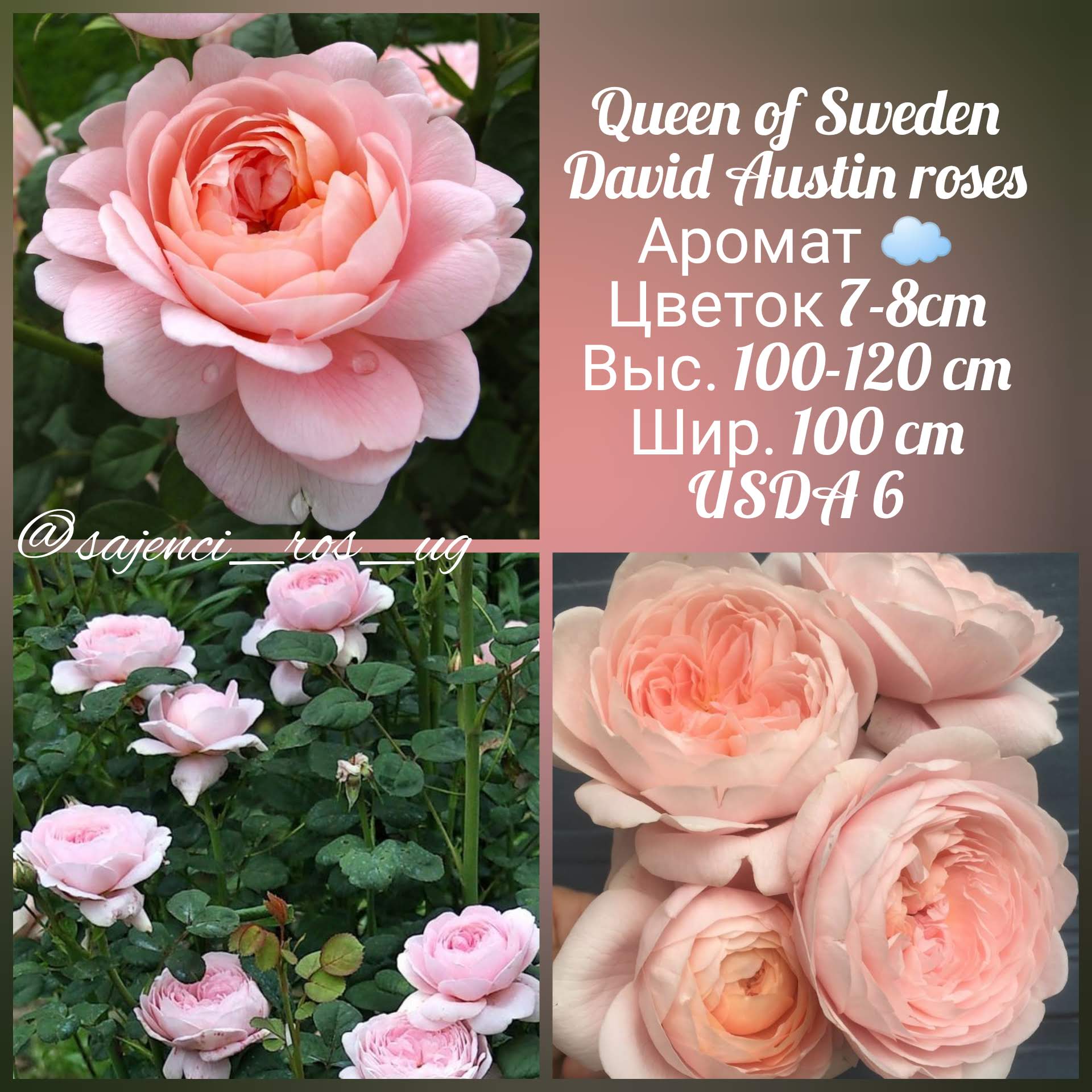 Роза Королева Швеции плетистая