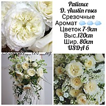 Пейшенс