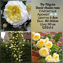 Зе Пилгрим
