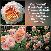 Чарльз Остин (Charles Austin)