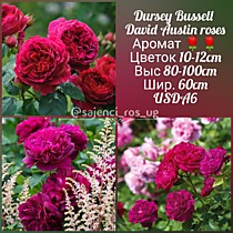 Дарси Бассел